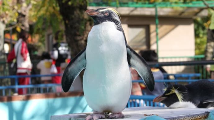 なつかしのペンギン風景　京都市動物園４