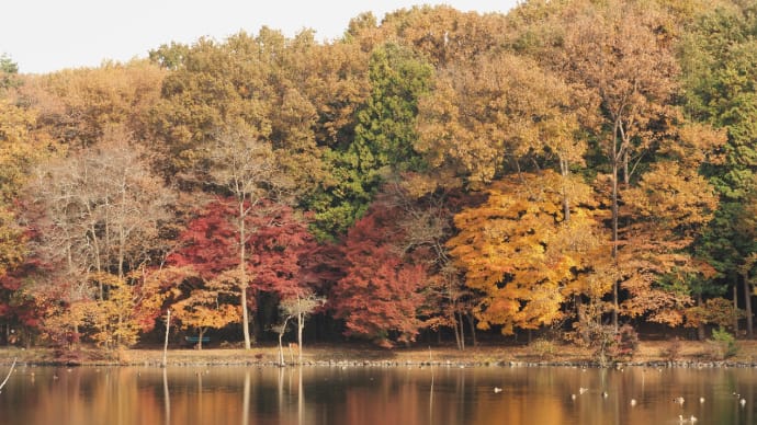 井頭公園紅葉散策