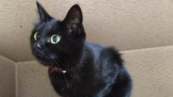 ノワチャンの友だちがやってきた(=^・^=)
