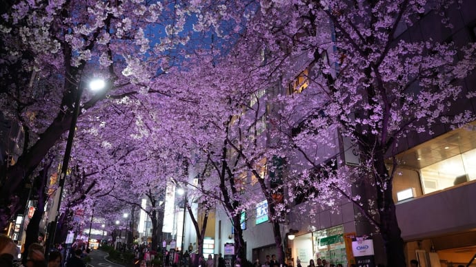 渋谷桜丘 さくら坂の桜