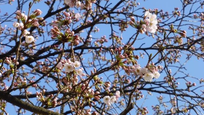 梅も桜もみな開く