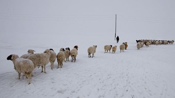 モンゴル国で雪害被害　日本、緊急援助物資供給
