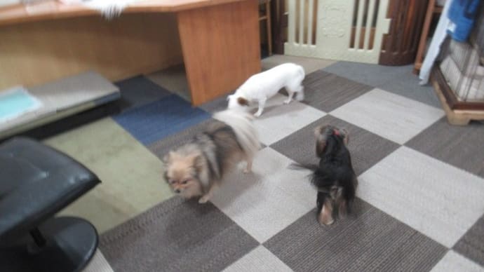 21/02/27 犬の幼稚園BuddyDog
