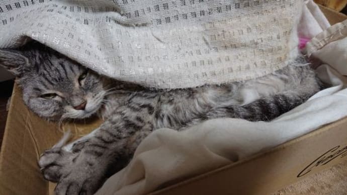 特に変わりなし~しんどいのか20時半に寝てしまう