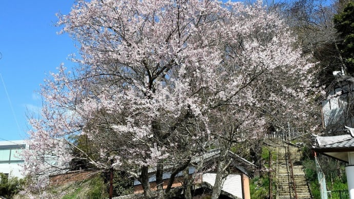 　早咲きの桜　（男山・姫路城内堀）　姫路市　2024．03．27
