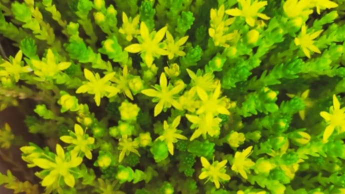花は満天の星