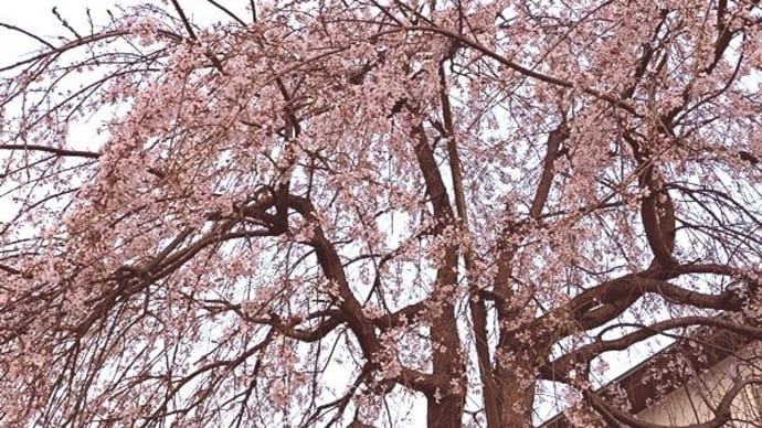 円東寺お花見会