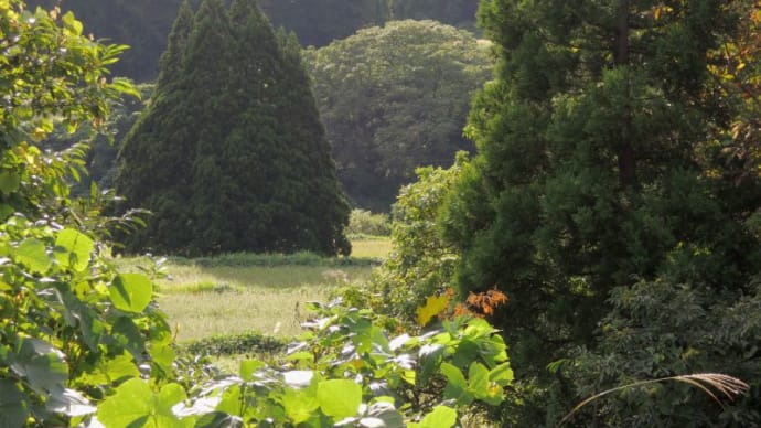 小杉の大杉(トトロの木)