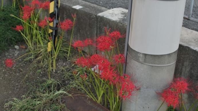 2024年秋が来たでいいよね、彼岸花がやっと咲きそろい始めたよ
