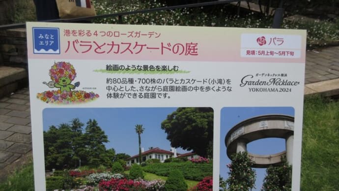 港の見える丘公園 バラ真っ盛り バラとカスケードの庭