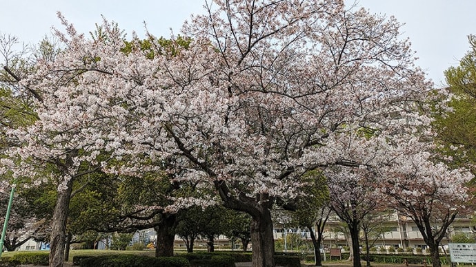 近所の桜の残花状況チェック(2024/04/11)