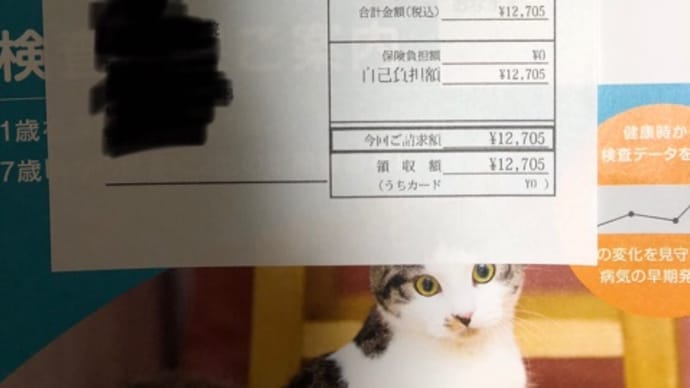 フトアゴヒゲトカゲの成長日記135日目~2ヶ月程!