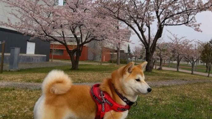 2022/4/26 柴犬さくら(下痢・嘔吐)・朝散歩・はるの寄せ植え