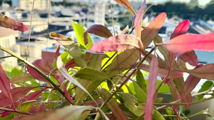 秋?