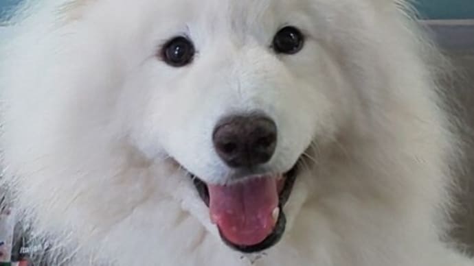 今日は、しゅうさくの命日です
