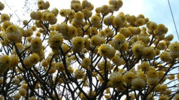 黄色いミツマタの花