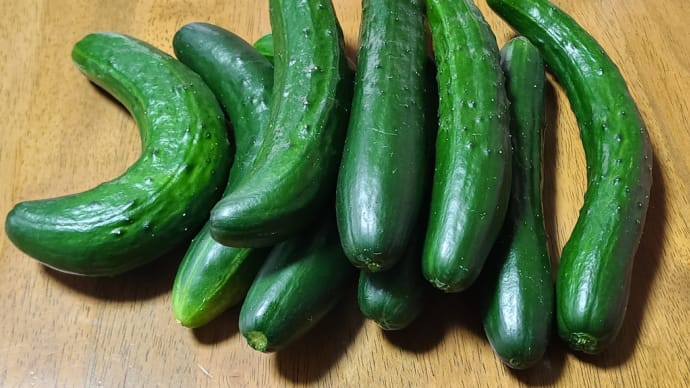 2023.04.07 多久市の新鮮お野菜
