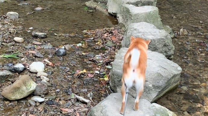 柴犬『ひのき』飛び石を楽々飛べて、前田川は制覇？！