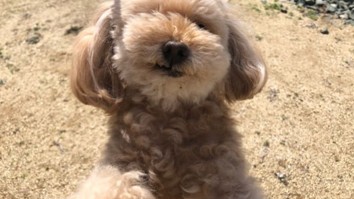 暑いわん🐶&ひにゃあられ😺