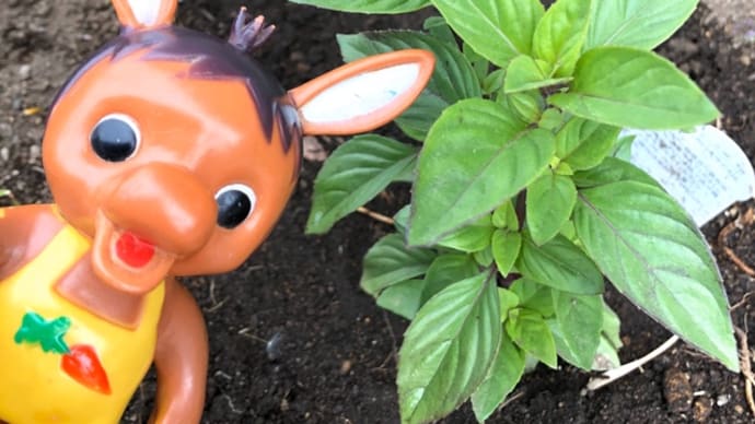ロバくんとイタリアンバジルを植えたよ