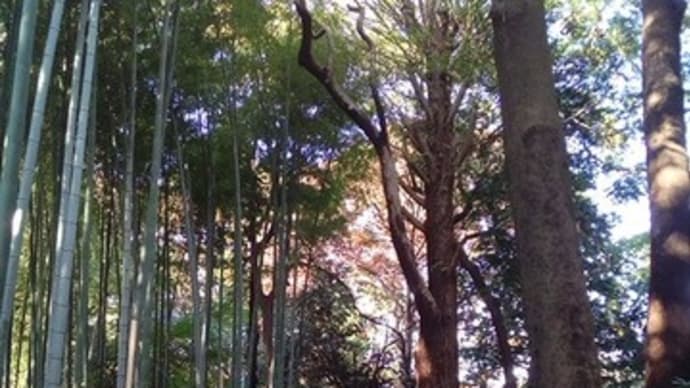大宮八幡宮の鎮守の森・和田堀公園