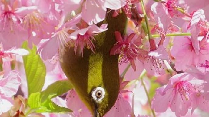 花から花へ