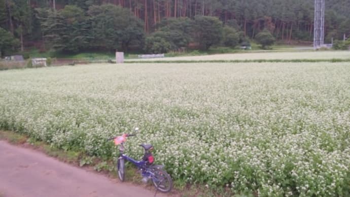 蕎麦の花はごく近所にもあった