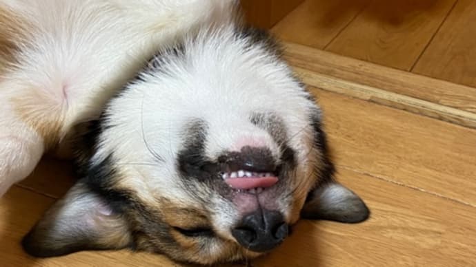 コロの寝顔
