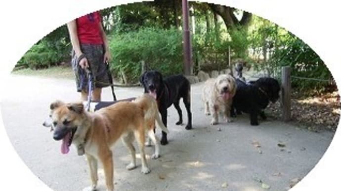 圧巻!! 120Kgの犬たち!! PartⅡ