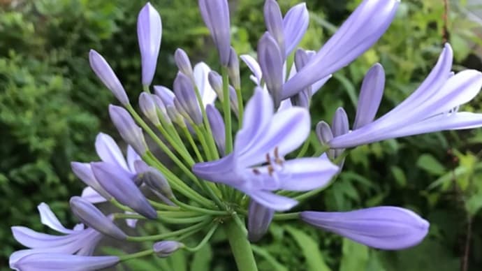 庭の花 (アガパンサス・ヒメヒオウギスイセン・