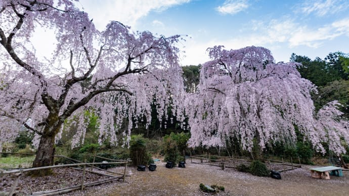 宮の奥のしだれ桜