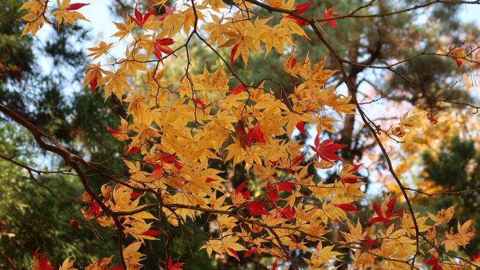 紅葉狩り2023