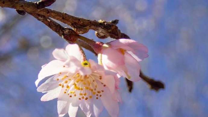 十月桜の花が増えてきました