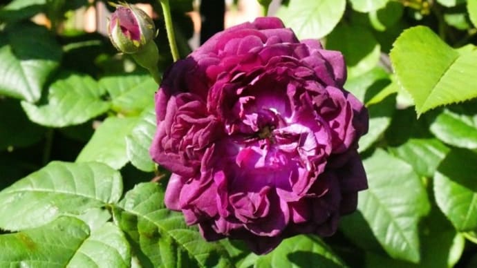 5月になりました~そしてgoo blogの件