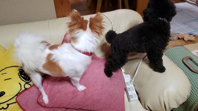 子猫ちゃんは新しい飼い主へ