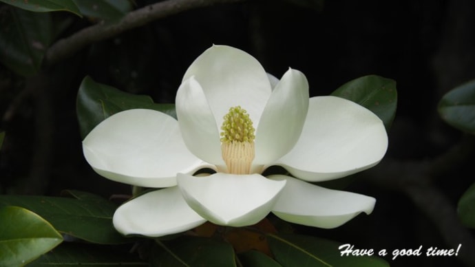 大きなお花