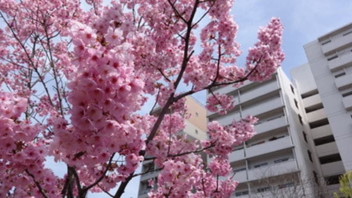 2014年京都・街角の桜（堀川今出川付近）