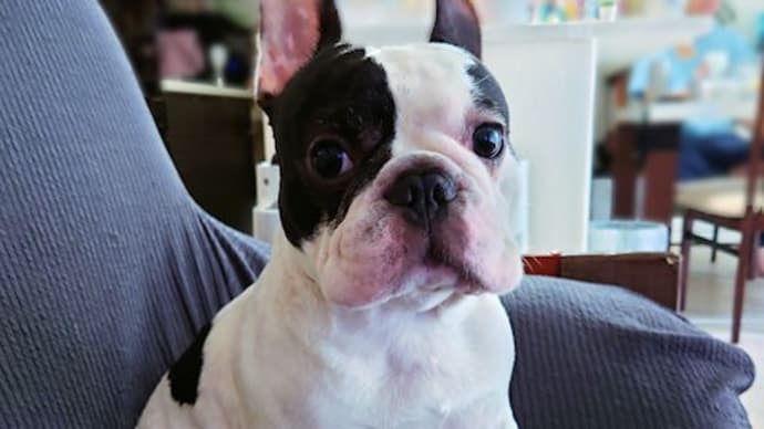 勤務犬