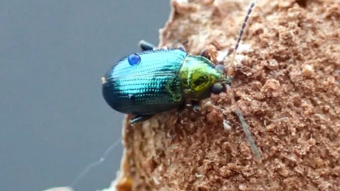 ミドリトビハムシ属 Crepidodera sp. の1種:川沿いに越冬