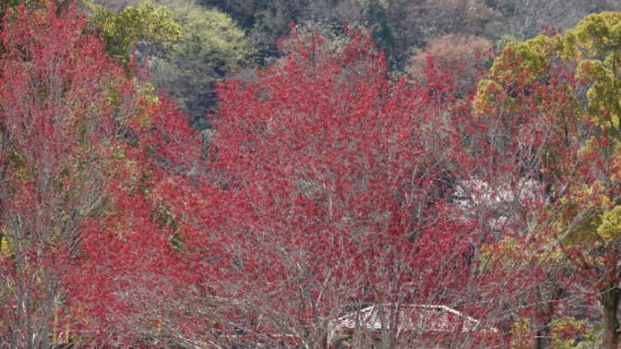 甘楽総合公園の朝散歩 ♬大空と大地の中で(松山千春)