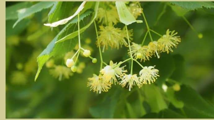 菩提樹の花