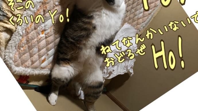 ダンダダンッ!