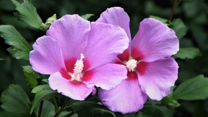 フヨウ(芙蓉)