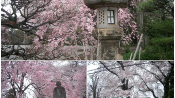 おはようございます❢ 桜吹雪と共に交代 動画🌸^^!