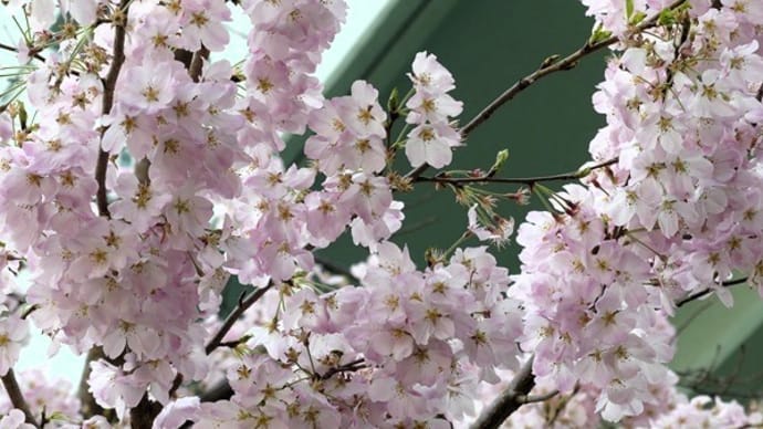 #9339 '25 神代曙🌸