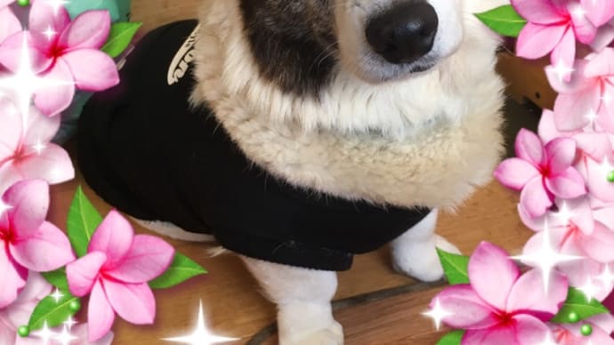 今日はぷーの誕生日だった!!