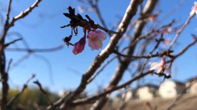 寒桜