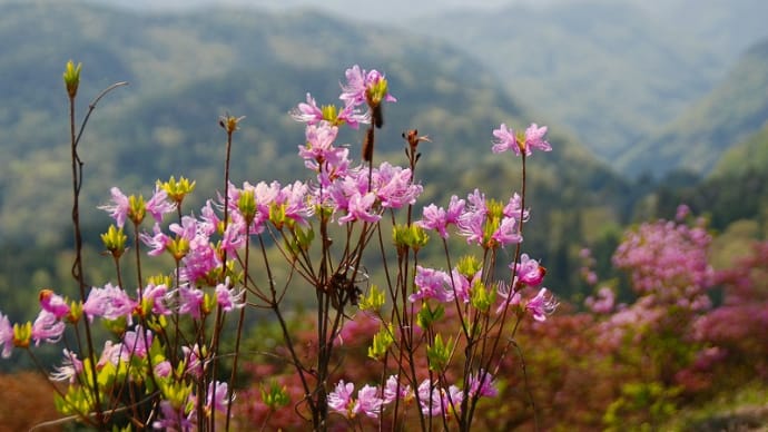 ツツジが満開、弥高山 頂上からの眺めも最高でした