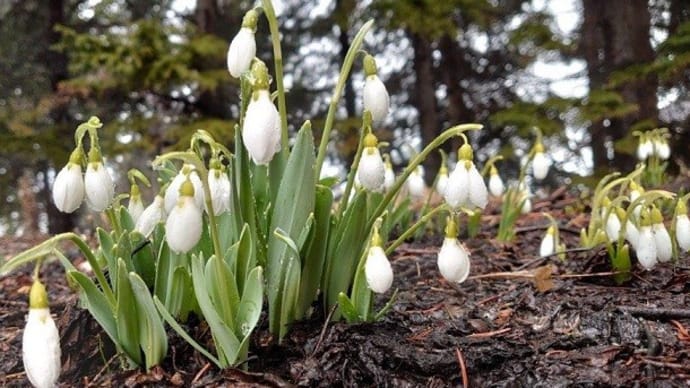 Snow Drop・スノードロップ・・・春一番の花