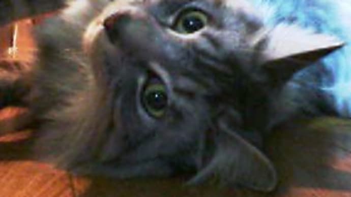 ウルタ君のたぬきなあそこ